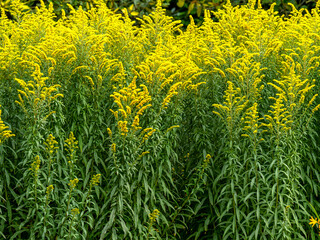 Yellow flowers of goldenrod, variety Solidago Linner Gold, catching sunlight in a garden