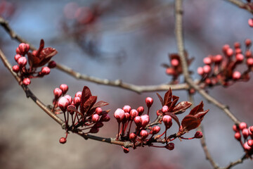 Fruit tree blossoms. Spring beginning background. The fruits blossom in spring. Bokeh.