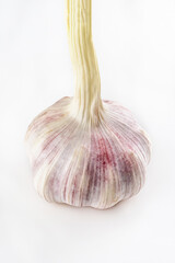whole and mature garlic stands on a white background close-up
