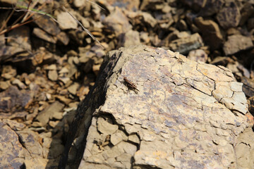 Slate on the ground, detail texture