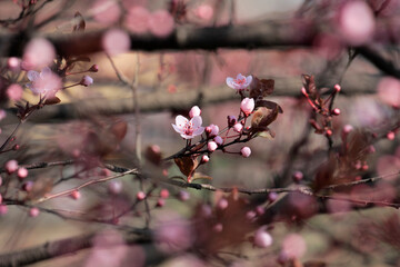 Fruit tree blossoms. Spring beginning background. The fruits blossom in spring. Bokeh.