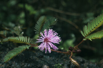 pink flower against a dark green background.