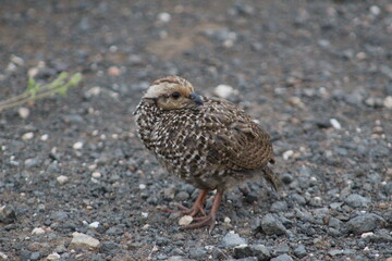 Photos taken in Kruger National Park
