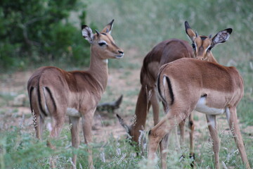 Photos taken in Kruger National Park