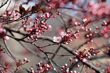Fruit tree blossoms. Spring beginning background. The fruits blossom in spring. Bokeh.
