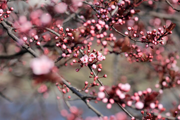 Fruit tree blossoms. Spring beginning background. The fruits blossom in spring. Bokeh.