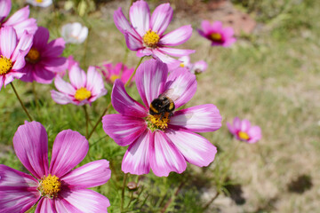 Fototapeta premium Bumble bee feeding from pink and white Cosmos flower