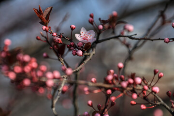 Fruit tree blossoms. Spring beginning background. The fruits blossom in spring. Bokeh.