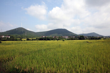 Yellow rice fields under the sky