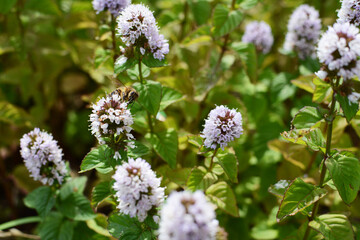 Honeybee pollinator among white flowers of a mint plant