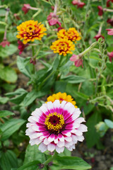 Multi-coloured pink and magenta Zinnia Whirligig flower