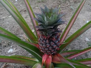 Fototapeta premium pineapple