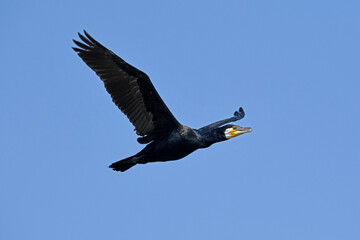 flying Great cormorant / fliegender Kormoran (Phalacrocorax carbo) 
