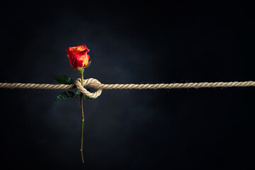 Red rose is tied with a rough rope. The concept of slavery or hostage, restriction of freedom.