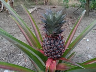 pineapple