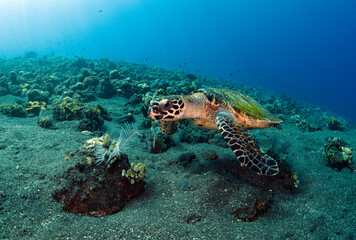 Hawksbill sea turtle is swimming in coral reefs. Underwater world of Bali, Indonesia.	