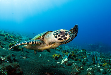 Hawksbill sea turtle is swimming in coral reefs. Underwater world of Bali, Indonesia.
