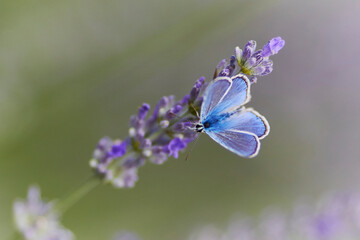 Fototapeta na wymiar The beauty of a buterfly on a lavender flower