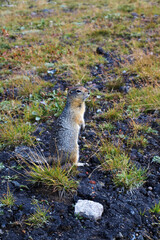 American Gopher (Spermophilus parryi) standing in the grass. Archive photo, 2008