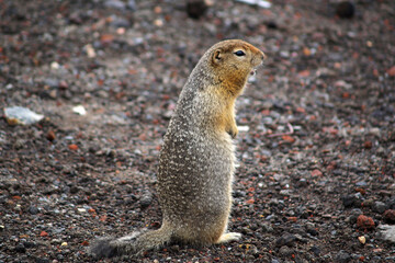 Naklejka na ściany i meble American Gopher (Spermophilus parryi) stands on the ground. Archive photo, 2008