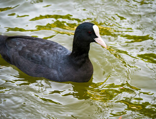 Detail portrait of an Eurasian coot or American Coot swimming in turquoise water