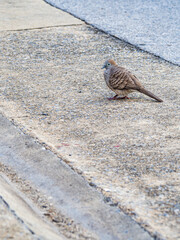 Standing pigeon, looking for food