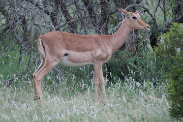 Photo taken in Kruger National Park