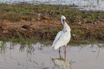 African spoonbill standing in the water