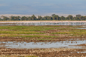 Landscape of Amboseli National Park