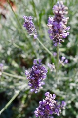 Obraz premium close up of lavender