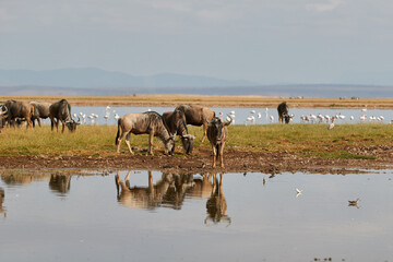 A herd of wildebeest near the water