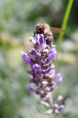 bee on a lavender flower