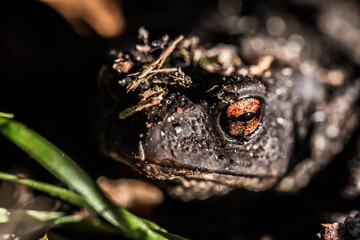 black toad with red eyes close up