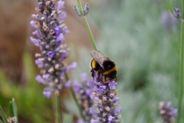 bee on a lavender flower