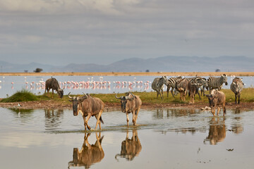 A herd of wildebeest and zebra near the water