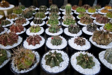 Group of succulent , Small cactus, succulent and haworthia plants on the flower pots and display idea in front of cacti shop at the outdoor market