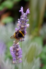bee on a lavender flower