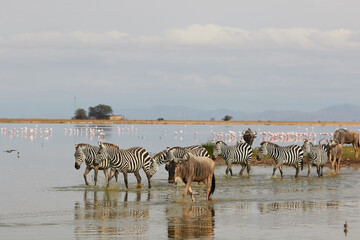 Fototapeta na wymiar A herd of wildebeest and zebra near the water