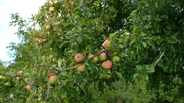 Sch&ouml;ne reife frische &Auml;pfel in einem Apfelbaum im Sp&auml;tsommer / Herbst auf einer Obstwiese