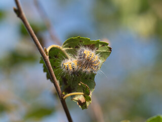 Caterpillar of Buff tip moth, on leaf underside. UK.