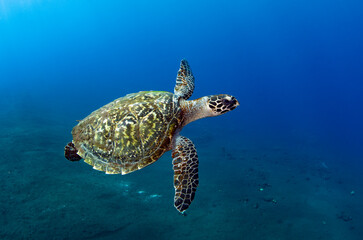Hawksbill sea turtle in coral reefs. Underwater world of Bali, Indonesia.