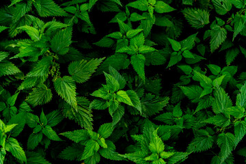 Fototapeta na wymiar Close up of nettles with green leaves and dark background