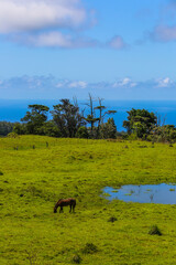Horse in the pasture, Hawaii