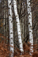 Wonderful landscape in autumn. Trees in yellow foliage. Mountain in fall colors.Colorful mountain landscape. Autumn in the mountains.