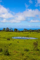 Horse in the pasture, Hawaii