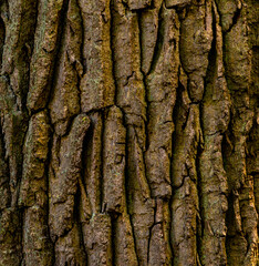 Close up of rugged thick bark on a huge tree.