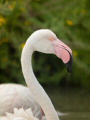 Fototapeta premium Flamnt rose de Camargue