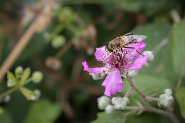 Dipterous. Fly species photographed in their natural environment.