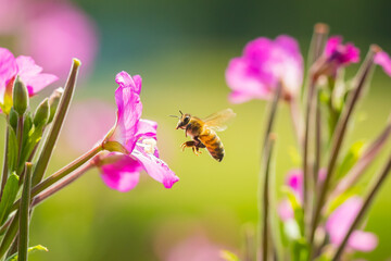 Fototapeta Honey bee Apis mellifera pollination on pink great hairy willowherb Epilobium hirsutum flowers obraz