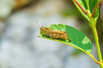 Beautiful grasshopper Acrididae resting in sunlight
